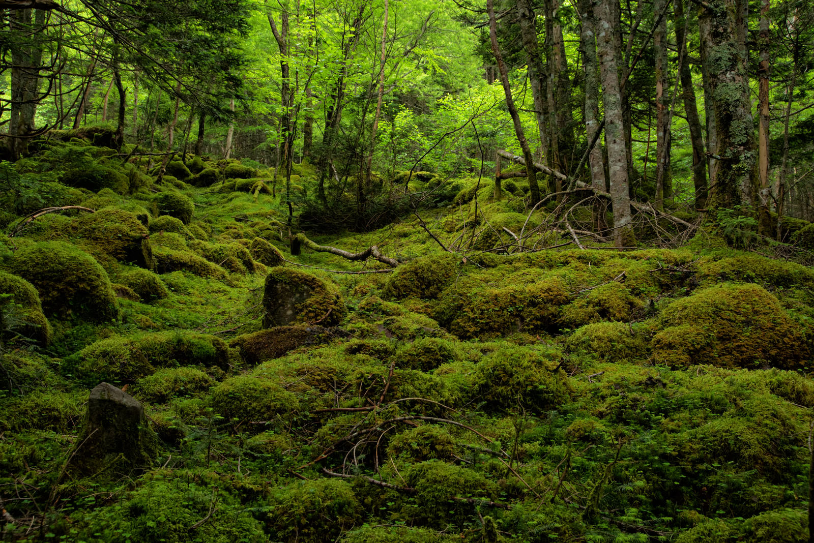 八ヶ岳の原生林で苔が地面を覆い尽くす神秘的な森の風景