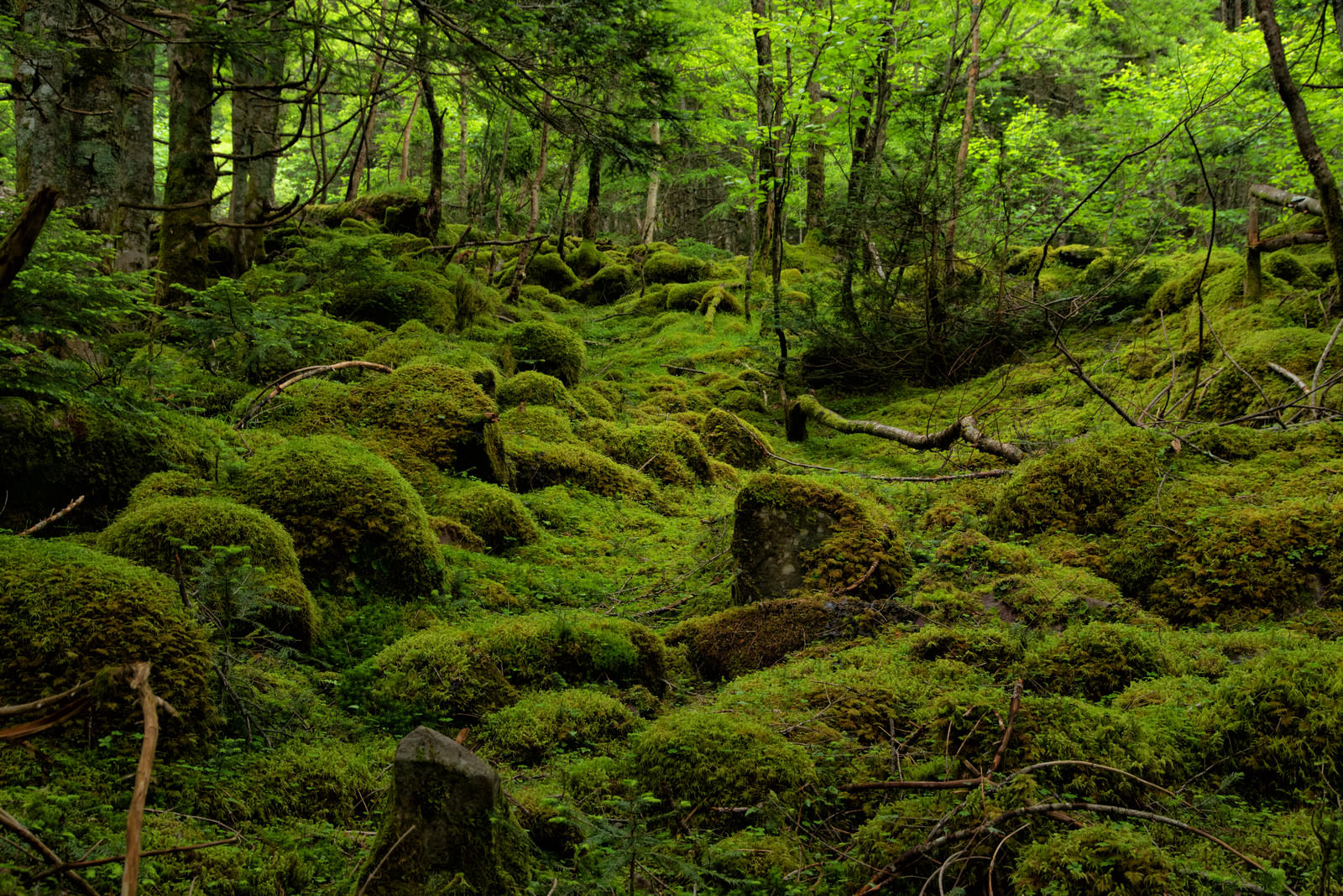 苔に覆われた八ヶ岳の登山道