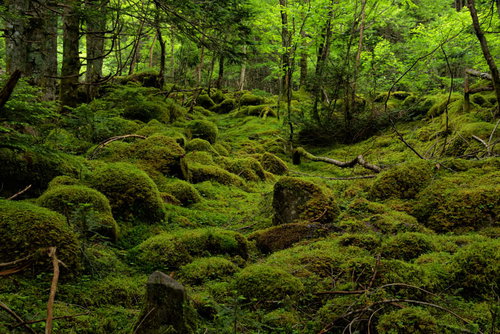 苔むす森の登山道（八ヶ岳）