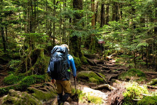 険しい山中を歩く登山者、苔むした森林の登山道を進む