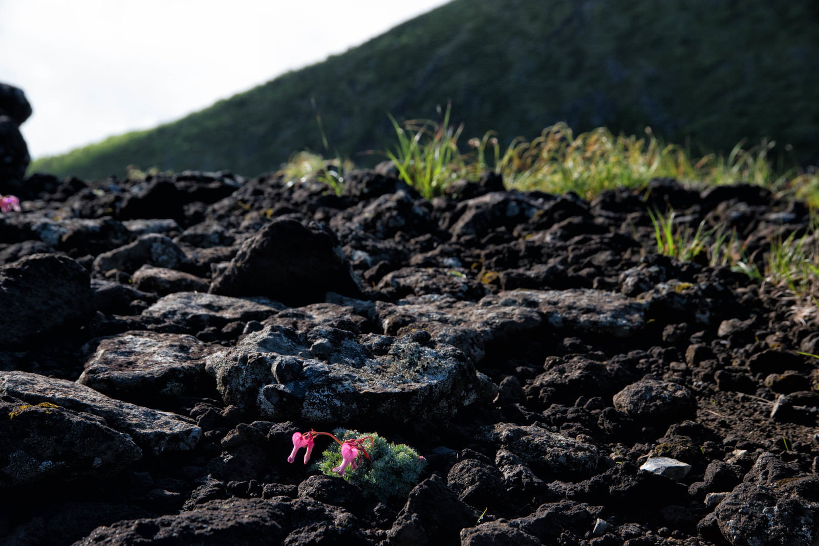 岩だらけの砂礫地に咲く小さなピンクのコマクサの花