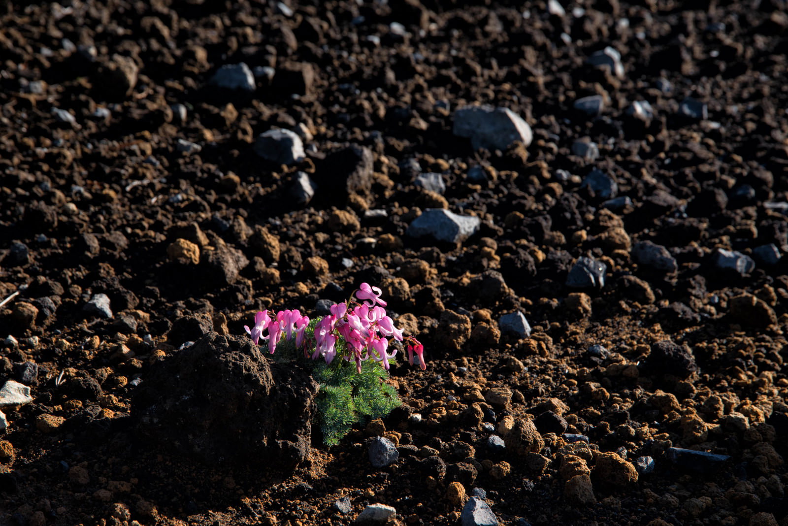 砂礫地に咲くピンク色のコマクサの花