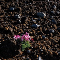 砂礫地に咲くピンク色の高山植物コマクサの花の写真