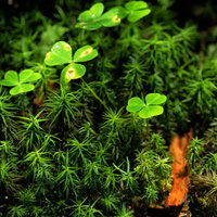 雨で湿った苔の群生の写真