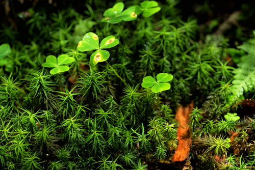 雨で湿った苔の群生