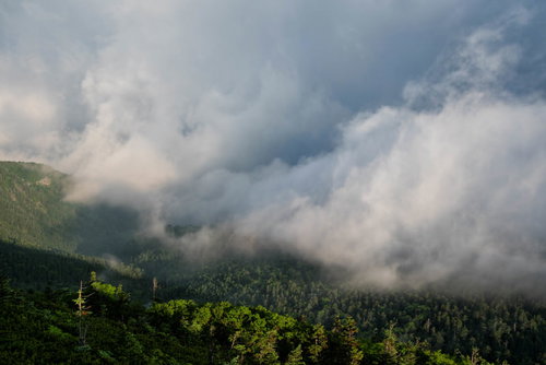 雲に飲み込まれる濃い緑の森 山間の霧景 自然風景