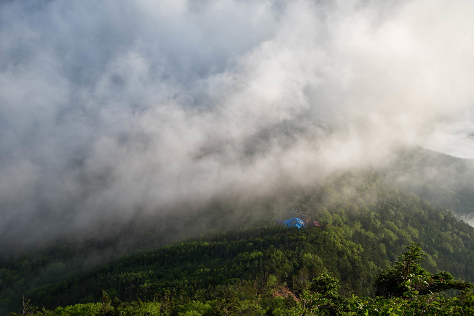 雲や霧に包まれた緑豊かな森林の風景