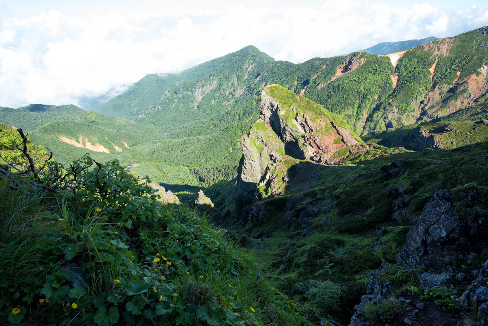 険しい岩場に自生する高山植物と背景に広がる山々の風景