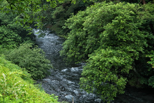 新緑の木々に囲まれた島々谷の清流と渓谷の自然風景