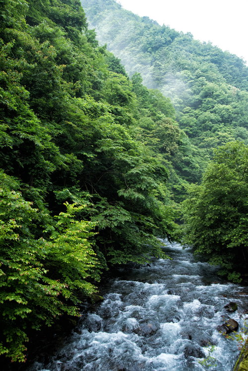 新緑に包まれた島々谷の滔々と流れる渓流と清涼な水音