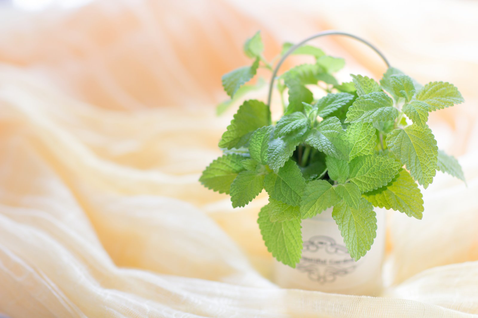 白い布の上に置かれたレモンミントの鉢植え、緑の葉が生い茂る