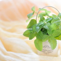 やさしさに包まれるレモンミントの鉢植え、爽やかなハーブガーデンの写真