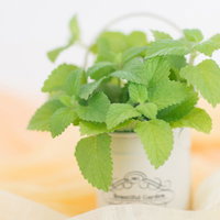 小さい白い陶製の鉢に入ったレモンミントの鉢植えの写真
