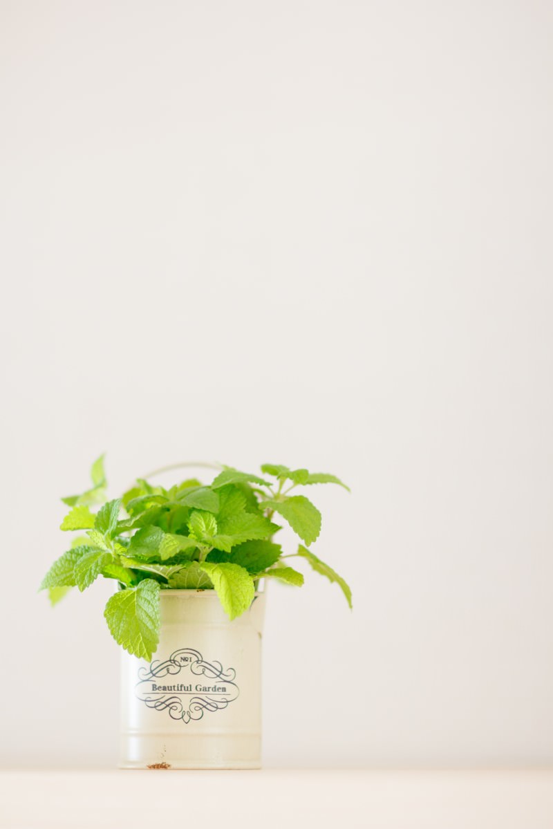 白い陶製ポットに植えたレモンミント