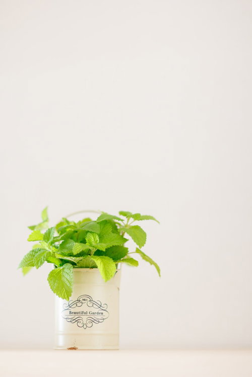 白い陶製ポットに植えたレモンミントの観葉植物