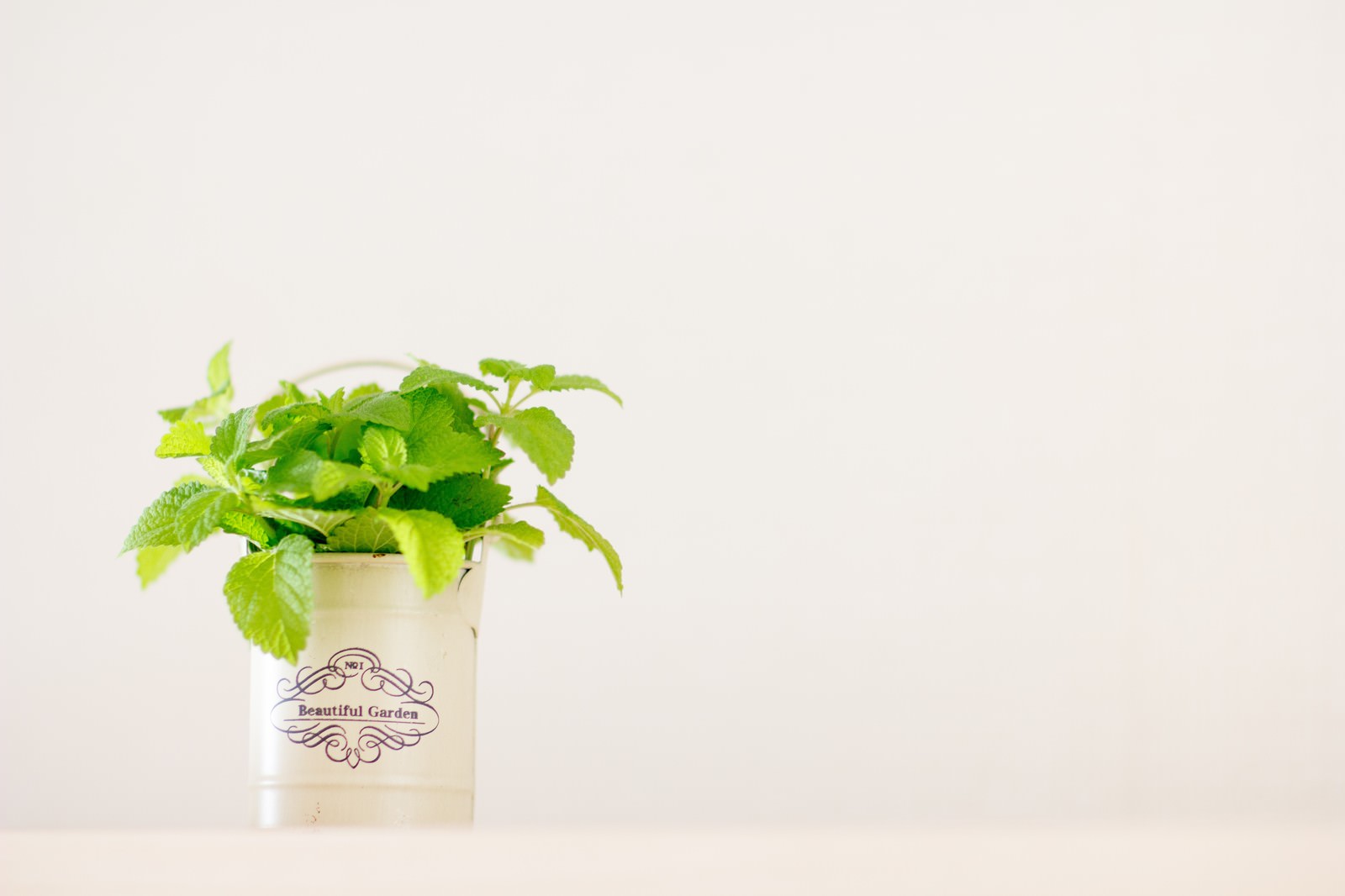 白い鉢に入ったレモンミントの鉢植え