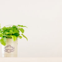 レモンミントが育つハーブ栽培の空間と室内インテリアの写真