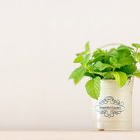 白い陶製の鉢で室内栽培するレモンミントの観葉植物の写真