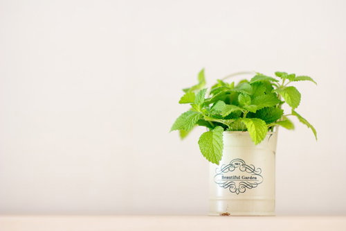 白い陶製の鉢で室内栽培するレモンミントの観葉植物