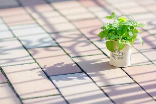 日中の日向に置かれた白いポットのレモンミント