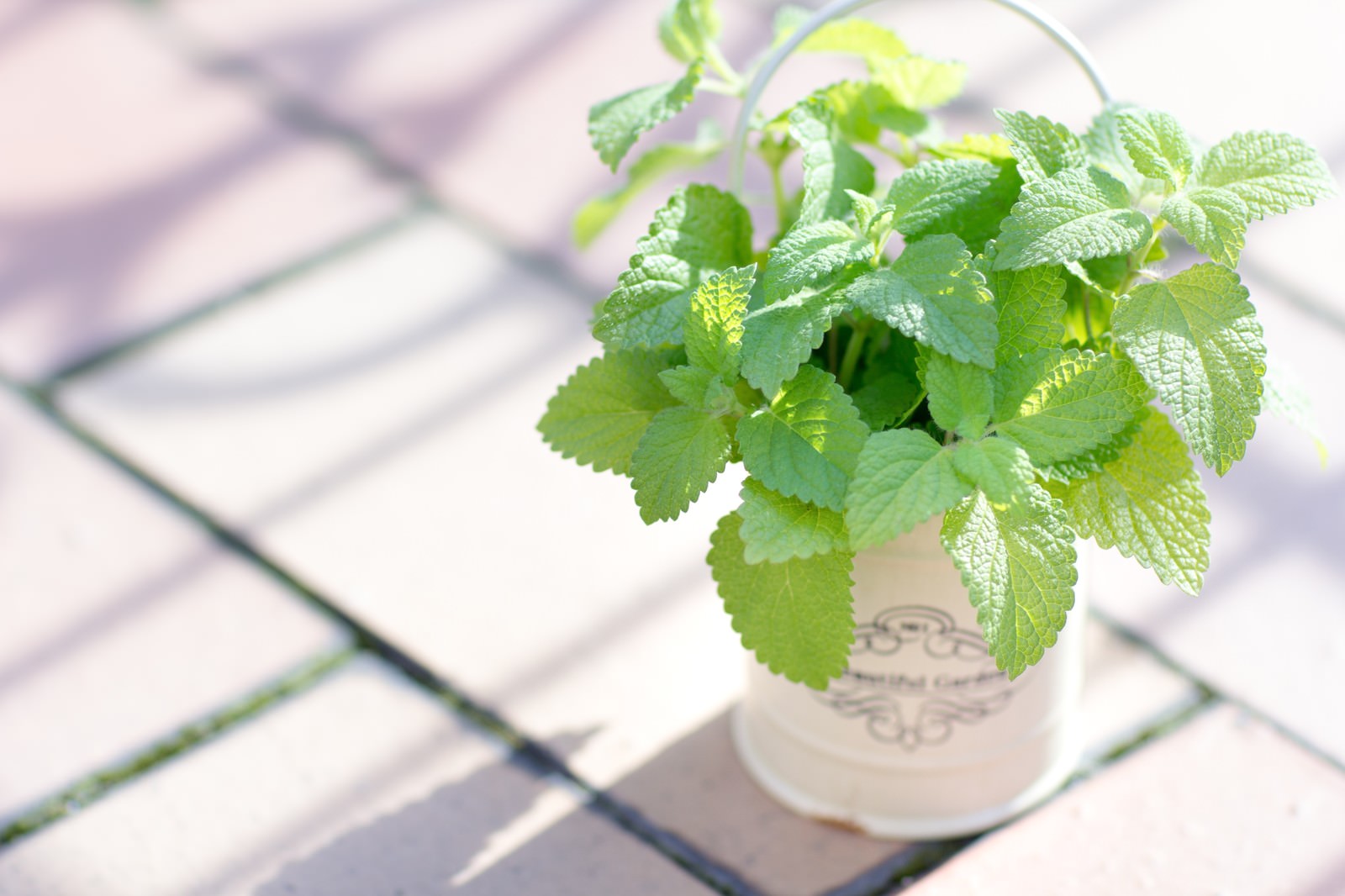 白いカップに植えられたレモンミントが日光に照らされている