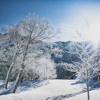 冬の山林に広がる樹氷の森の写真