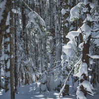 厳冬期の雪景色の森に差し込む光と樹氷の写真