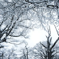 厳冬期の雪景色、枝に積もった雪をかぶる森の木々の写真