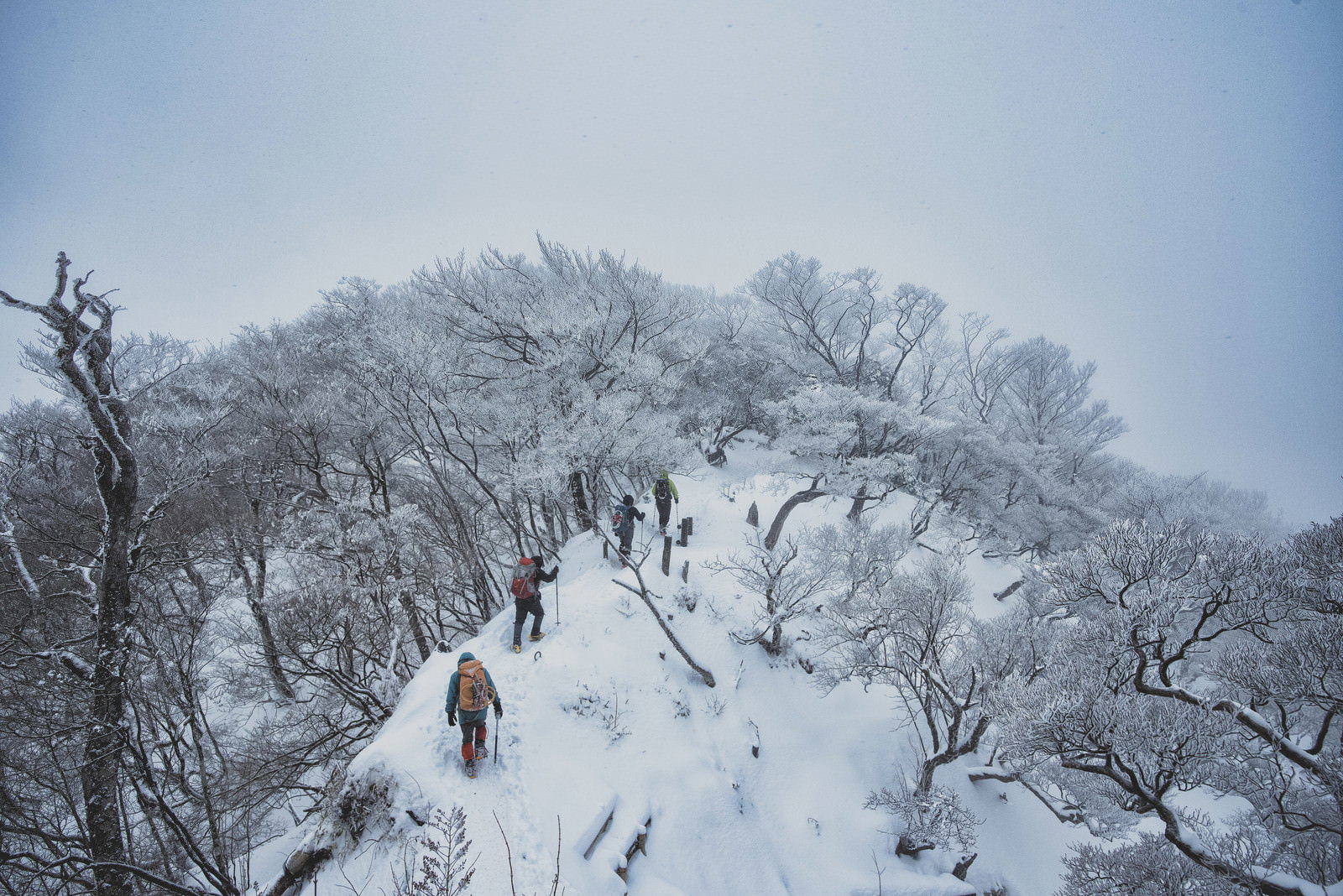 雪に覆われた丹沢主稜線を歩く登山者たちと霧氷に包まれた樹木