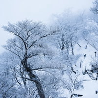 丹沢の雪景色を歩む登山者（神奈川県）冬の積雪登山道の写真