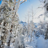 雪深い白と青の登山道、木々の間から差し込む陽射しと光芒の写真
