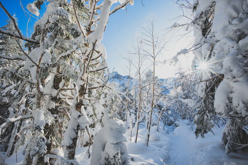 雪深い白と青の登山道、木々の間から差し込む陽射しと光芒