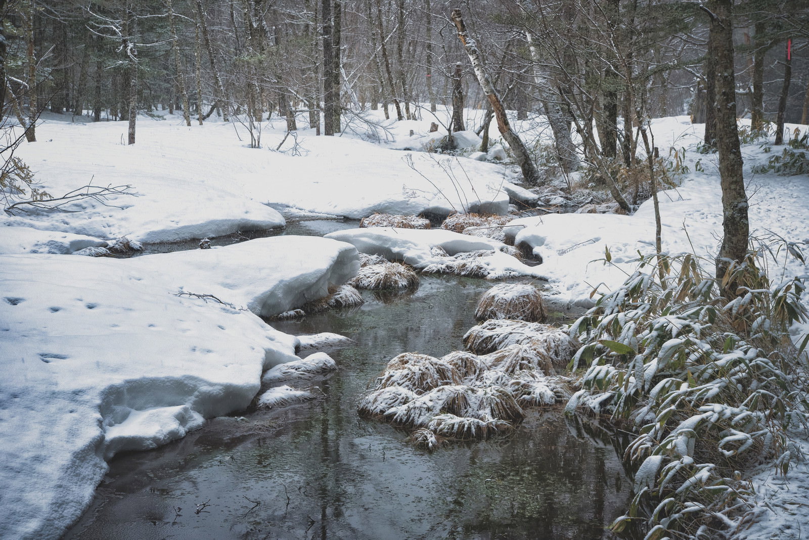 雪に覆われた上高地の湿原を小川が流れる冬景色