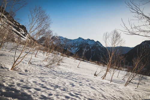 雪化粧したダケカンバと穂高岳（飛騨山脈）