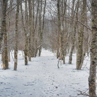 自生する木々と雪の探索路に残る足跡と冬の風景の写真