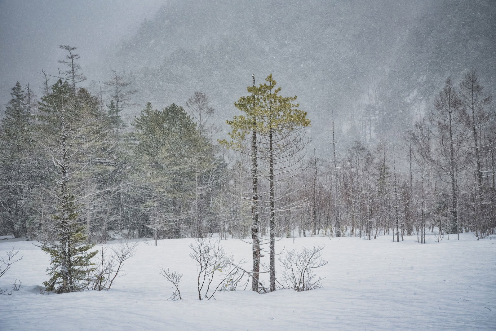 雪に覆われた田代湿原に木々が点在する冬景色