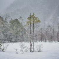 上高地の雪原になる冬の田代湿原と雪化粧した山々の写真