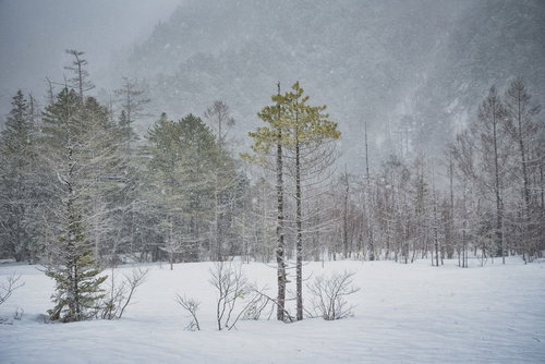上高地の雪原になる冬の田代湿原と雪化粧した山々