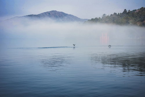 朝霧の湖面から飛び立つ水鳥