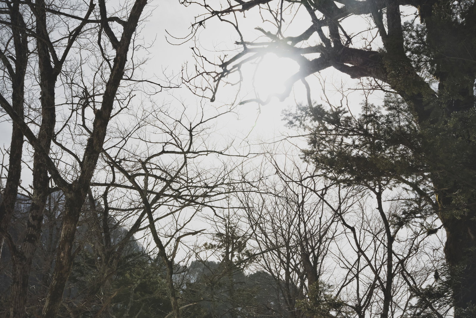 立ち枯れた木々の間から差し込む光が印象的な森の風景