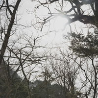 立ち枯れの森に差し込む光と朽ちた木々の枝の写真