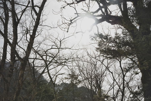 立ち枯れの森に差し込む光と朽ちた木々の枝