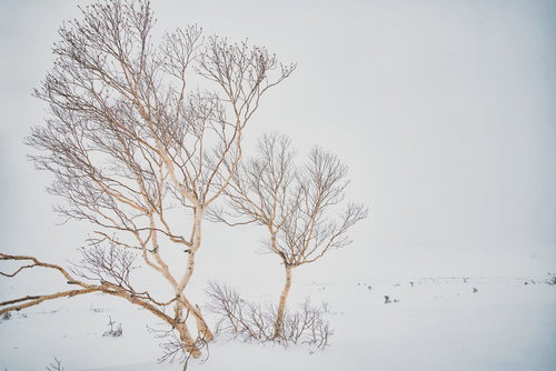 ホワイトアウトした乗鞍高原とダケカンバの雪山風景