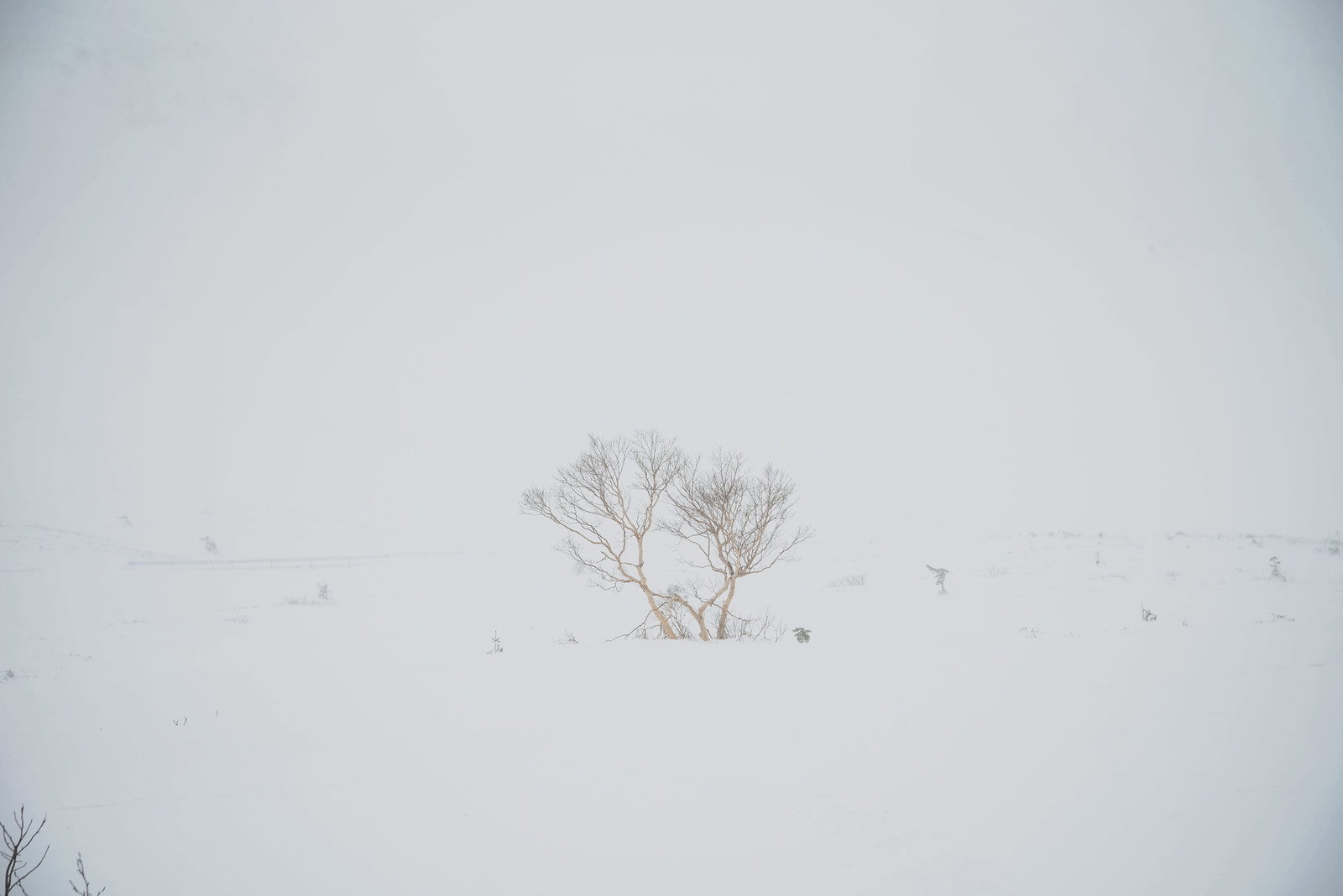 雪に覆われた山中で一本の木が立つ視界不良の冬山の風景