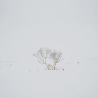 視界不良の吹雪が舞う雪山で目印になるダケカンバの写真