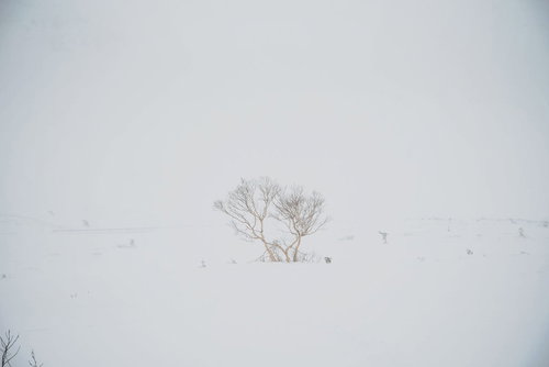 視界不良の吹雪が舞う雪山で目印になるダケカンバ