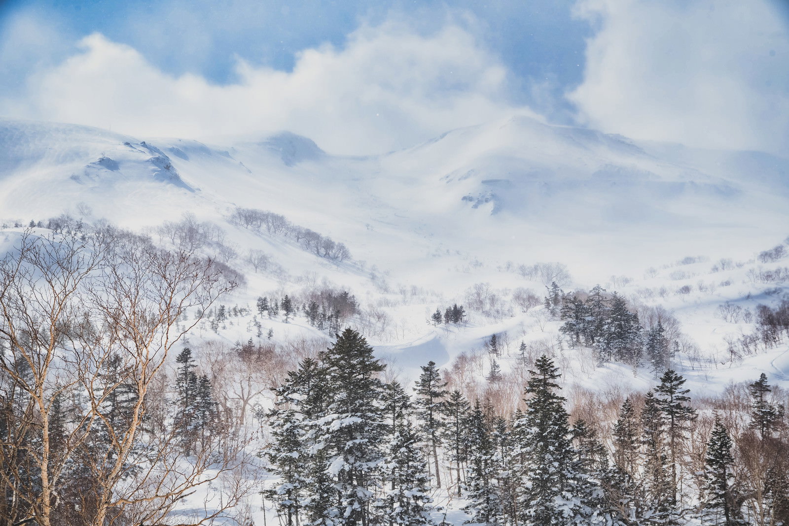 雪化粧した飛騨山脈の山々と手前の雪をかぶった針葉樹林