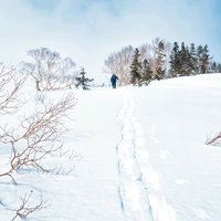 乗鞍高原の雪原を登るスノーシュー跡（飛騨山脈）の写真