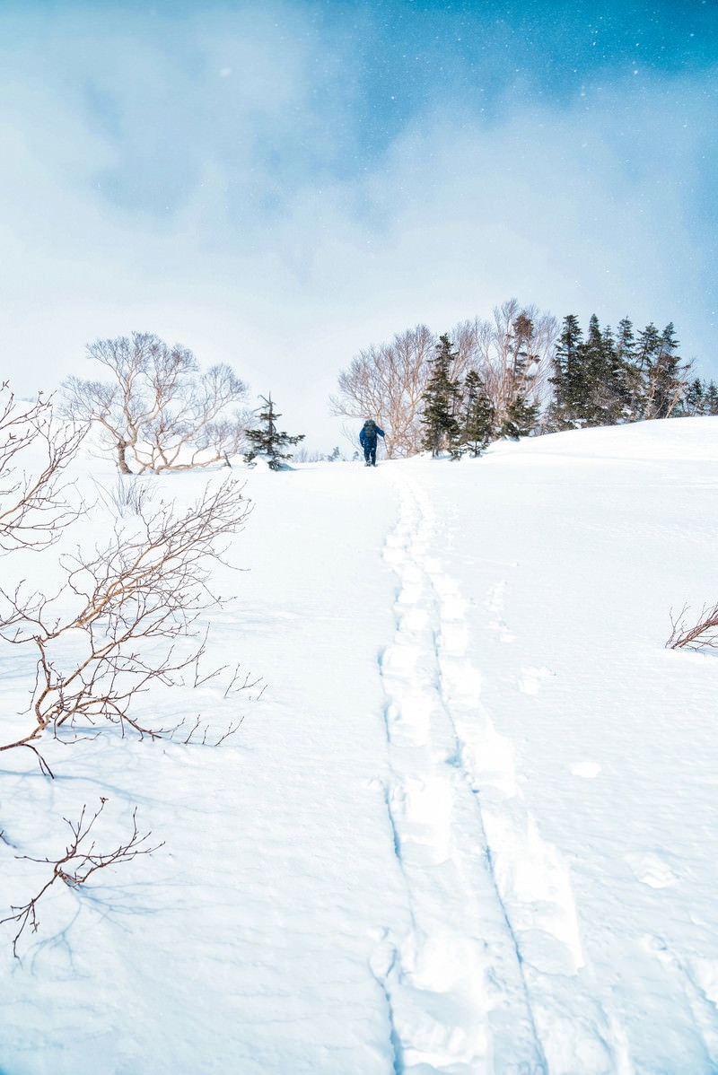 乗鞍高原の雪原に続くスノーシューの足跡と雪化粧した木々