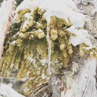 白い雪に覆われた針葉樹の枝に垂れ下がるつららの写真